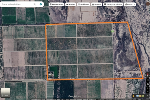 9 de Julio. Finca productora, 75 Hectáreas